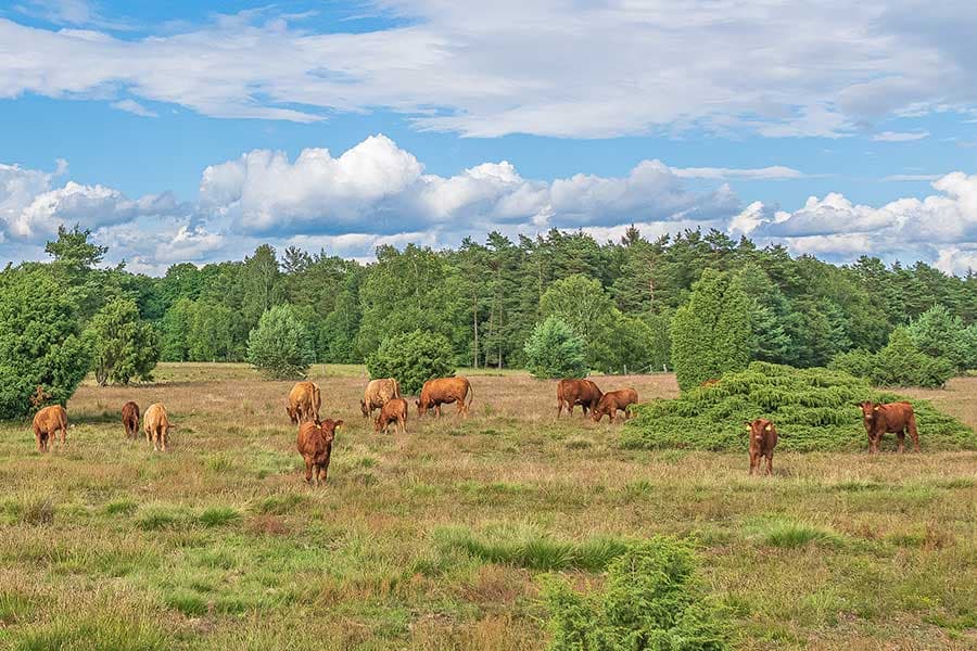 Wilseder Rote Kühe vom Verein Naturschutzpark Lüneburger Heide