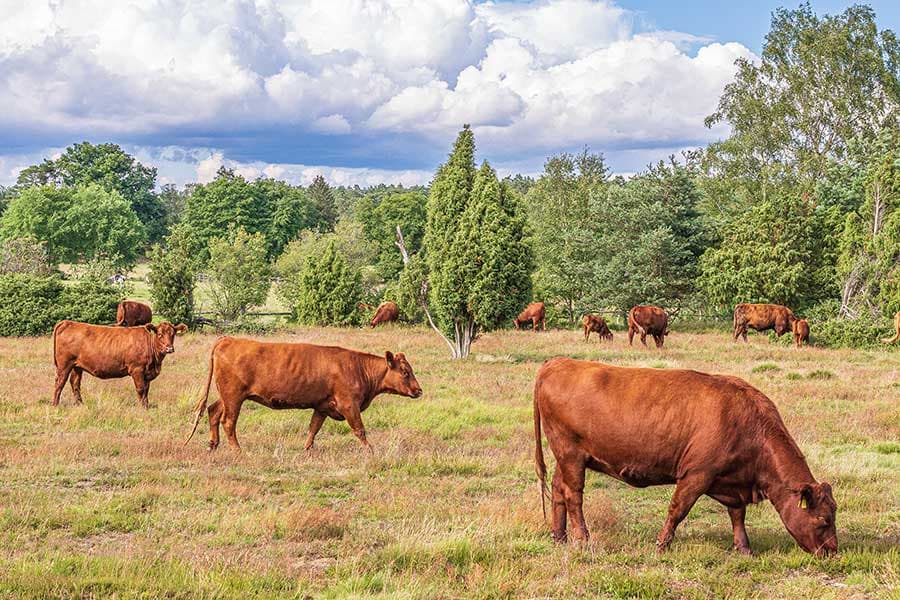 Wilseder RoteRinder zur Heidepflege in der Lüneburger Heide