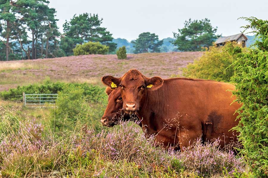 Wilseder Rote Rinder am Radenbachtal