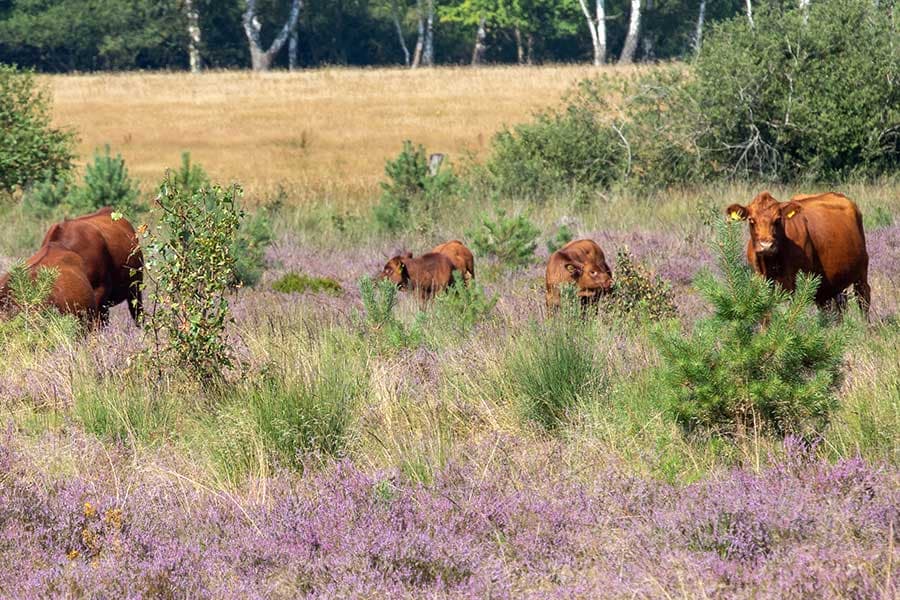 Wilseder Rote Kühe Rinder zur Heidepflege