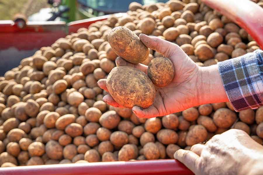 Lüneburger Heidekartoffel