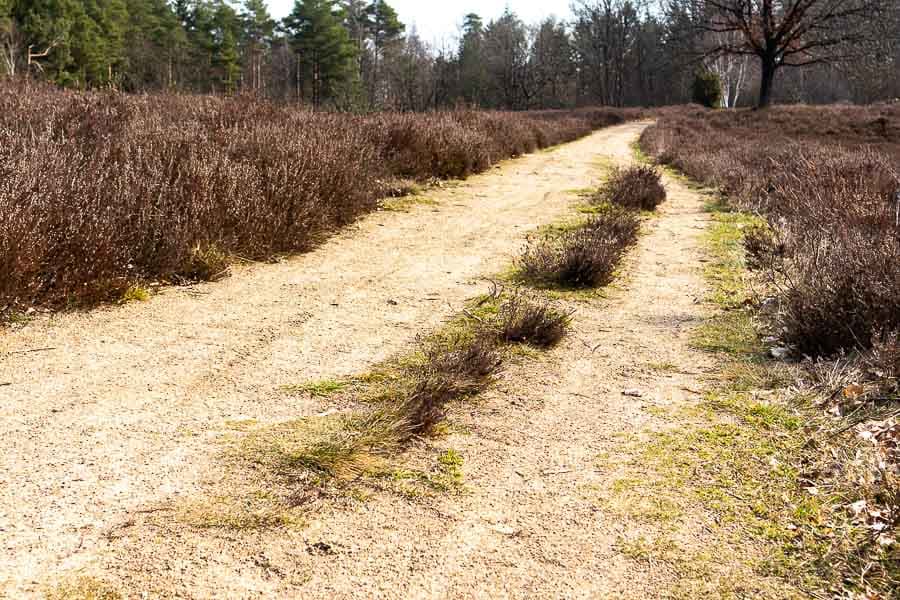 Der Weg zum Naturblick Auberg durch die kleine Heidefläche.