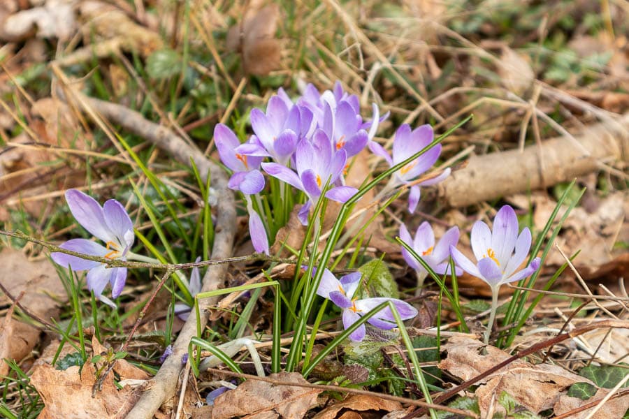 Wilder Krokuss an der Heidefläche "Naturblick Auberg"