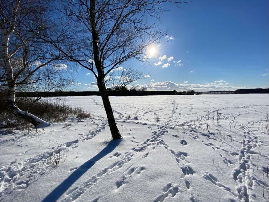 Winter am Heidschnuckenweg im Wacholderwald Schmarbeck in der Südheide wandern