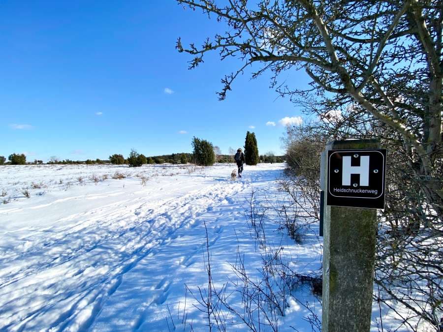 Winter am Heidschnuckenweg im Schnee im Wacholderwald Schmarbeck