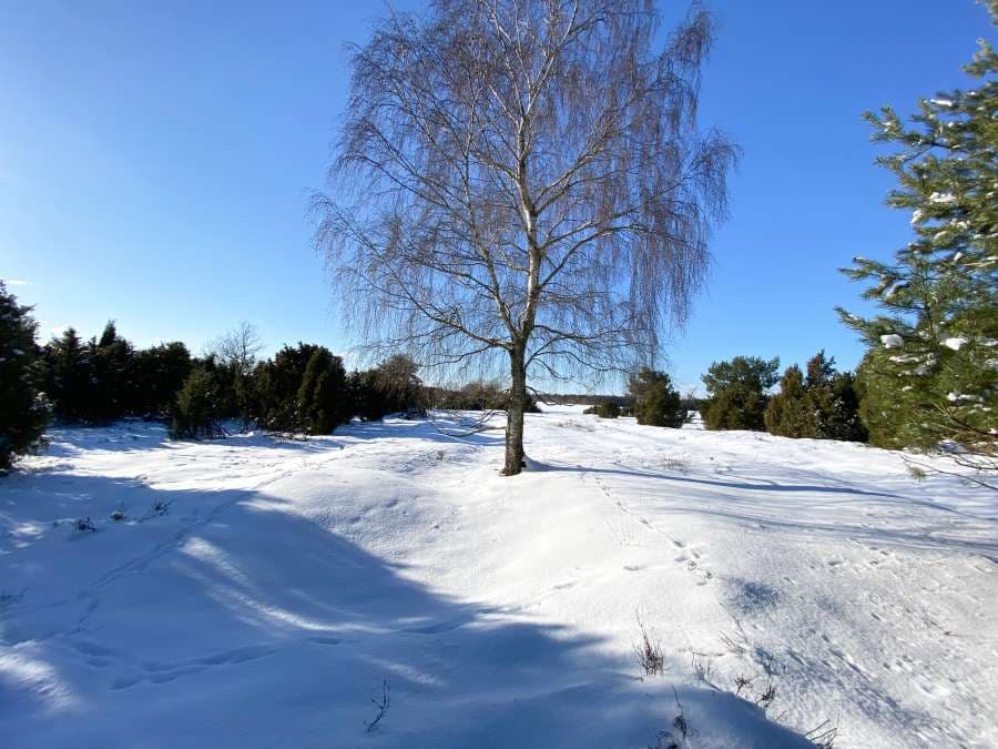 Birken im Wacholderwald Schmarbeck in der Lüneburger Heide im Schnee Winterwonderland