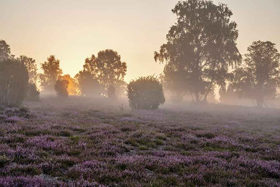 Heidelandschaften in der Lüneburger Heide