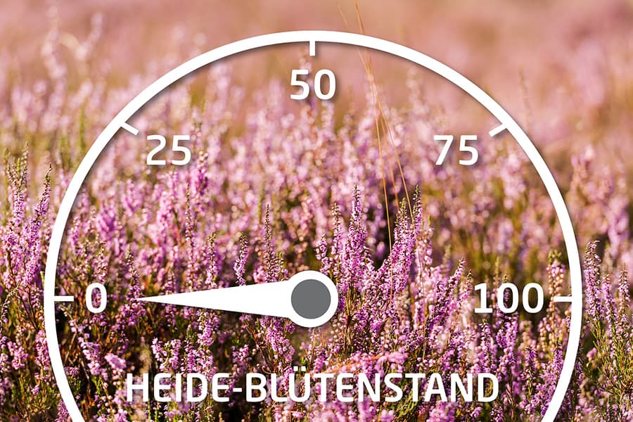Aktueller Stand der Heideblüte