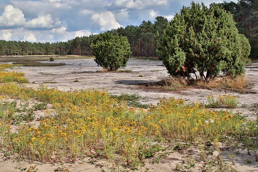 gepflegte Heidefläche wächst wieder zu