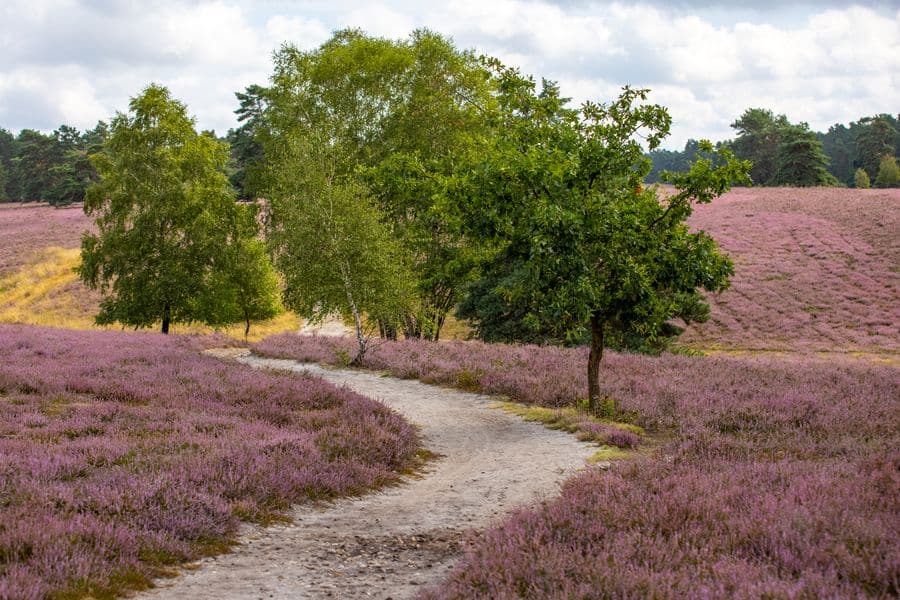Misselhorner Heide Hermannsburg Südheide