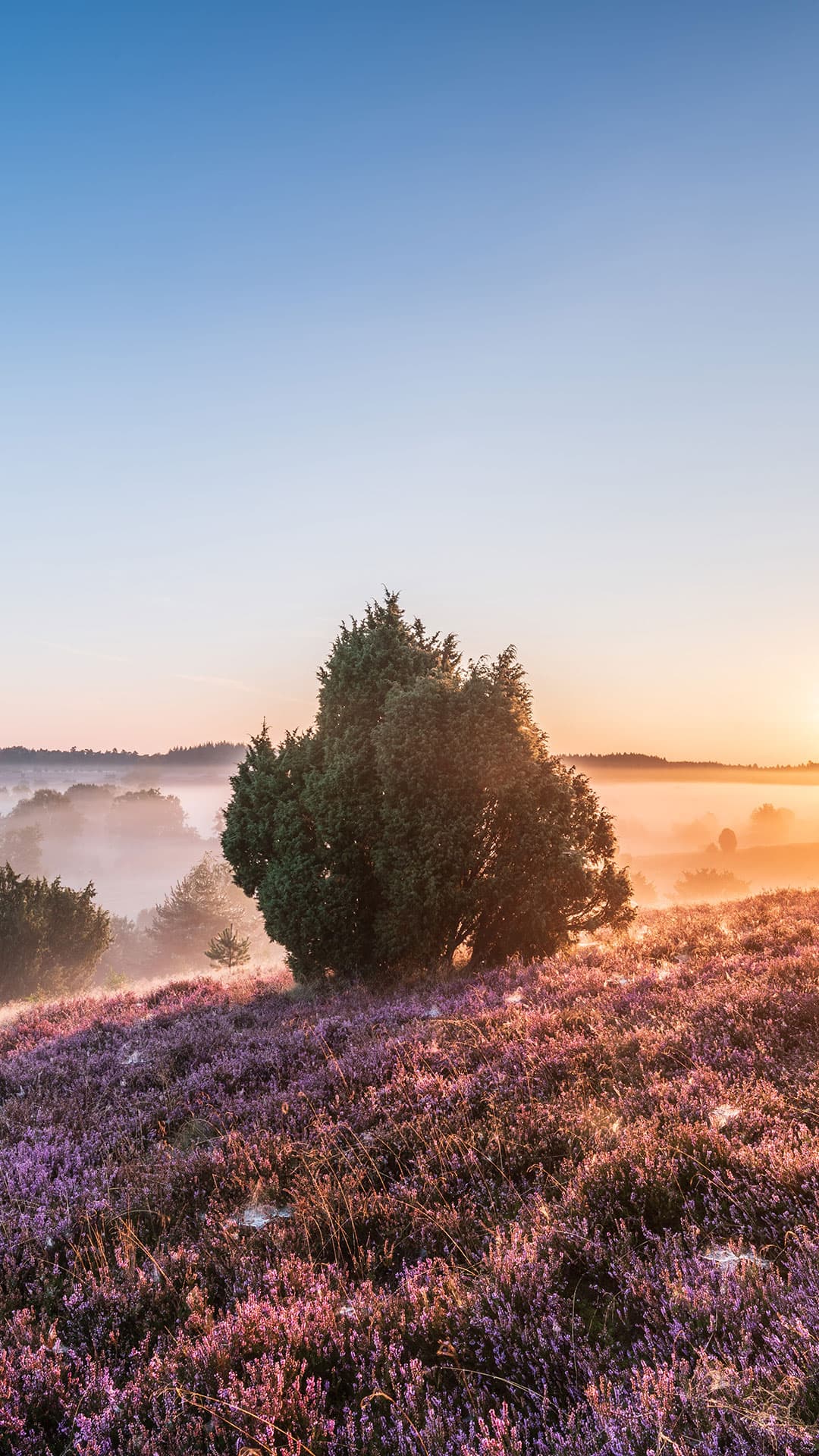 Naturmotiv aus der Lüneburger Heide - Hintergrundbild für Smartphones