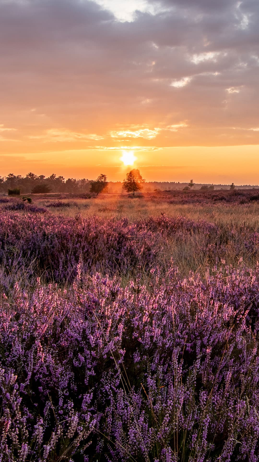 Sonnenuntergang aus der Lüneburger Heide - Hintergrundbild für Smartphones