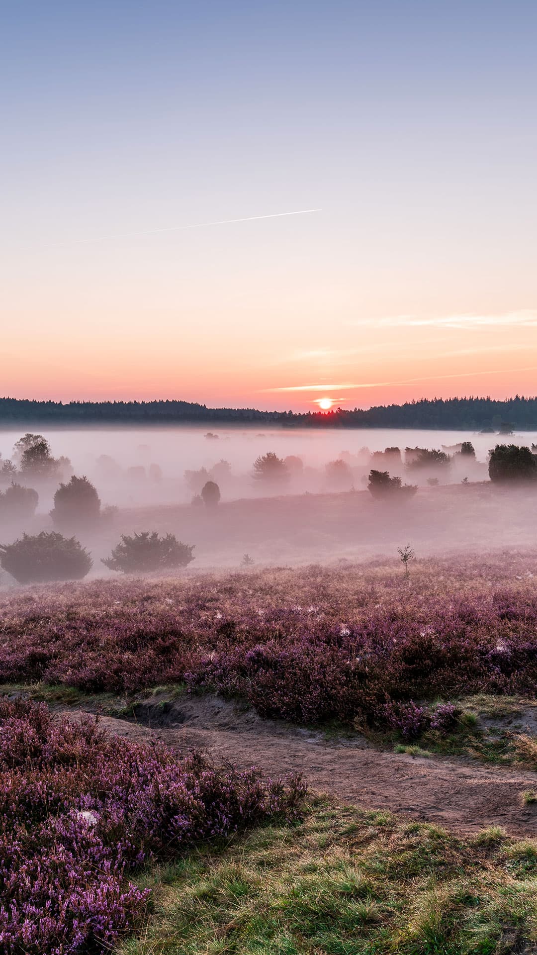Kostenlose Hintergrundbilder fürs Handy - Lüneburger Heide im Nebel