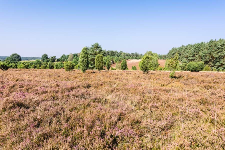 Hiedefläche am Schillohsberg bei Lutterloh