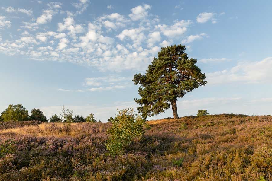 Die Schwindebecker Heide bei Soderstorf im Sonnenaufgang