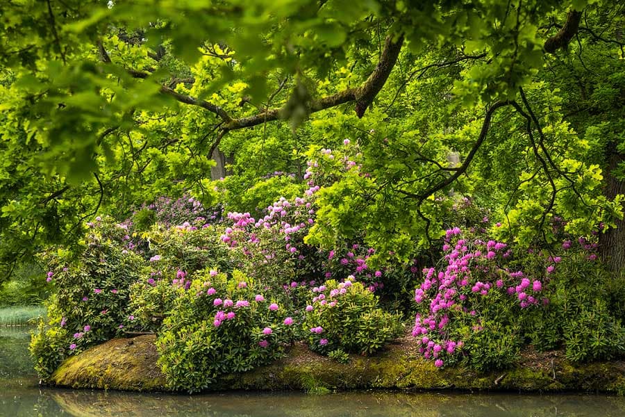 Breidings Garten in Soltau während der Rhododendronblüte