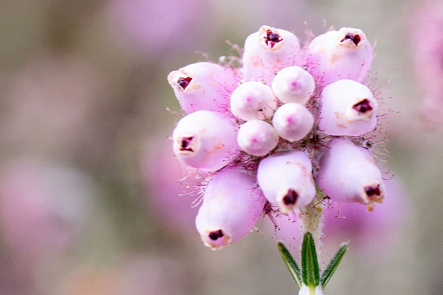Die Blüten der Glockenheide sind wie Glocken