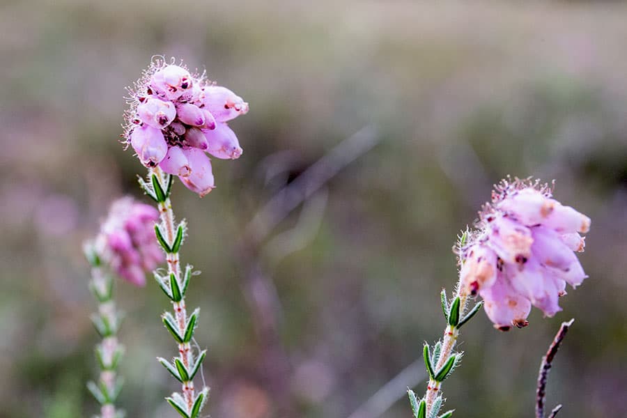 Glockenheide in der Lüneburger Heide