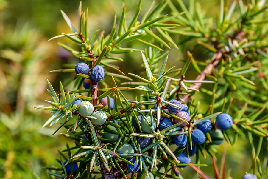 Wacholder prägen das Landschaftsbild der Lüneburger Heide