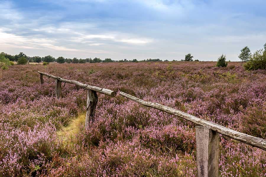 heideflächen in schneverdingen