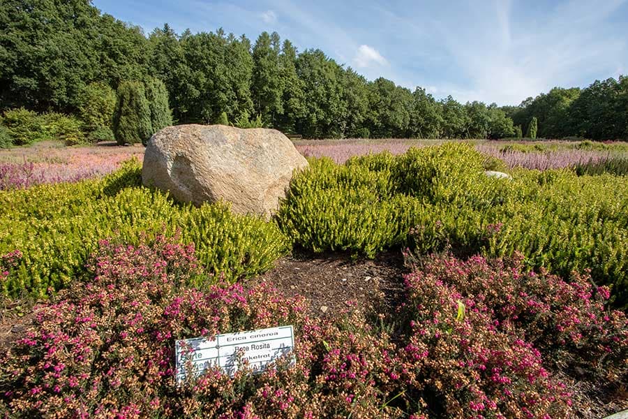 Im Heidegarten Schneverdingen blüht jeden Tag die Heide