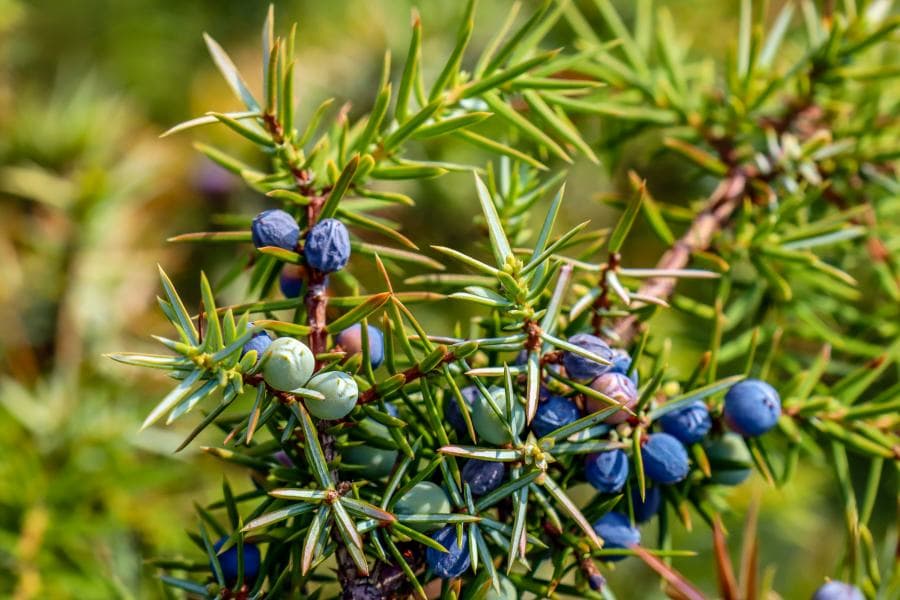 Wacholderbusch mit Beeren im Wacholderwald Schmarbeck in der Lüneburger Heide