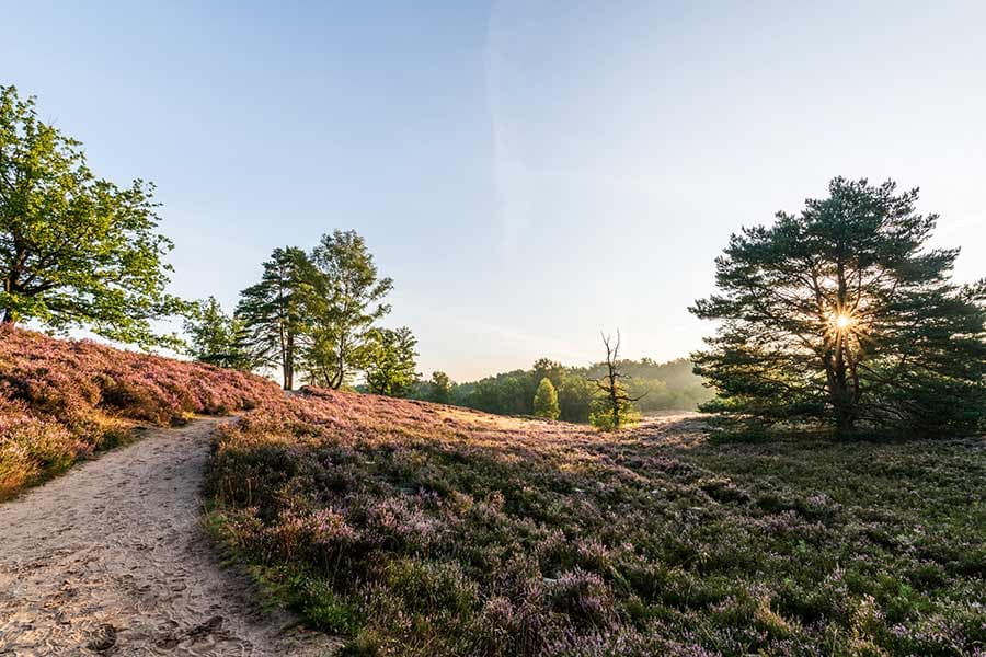 tolle naturnahe Wanderwege in der Lüneburger Heide
