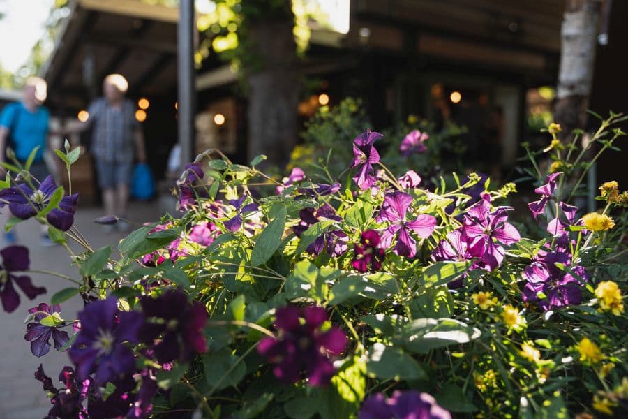 Blumen des Biergartens Schröders Garten in Lüneburg