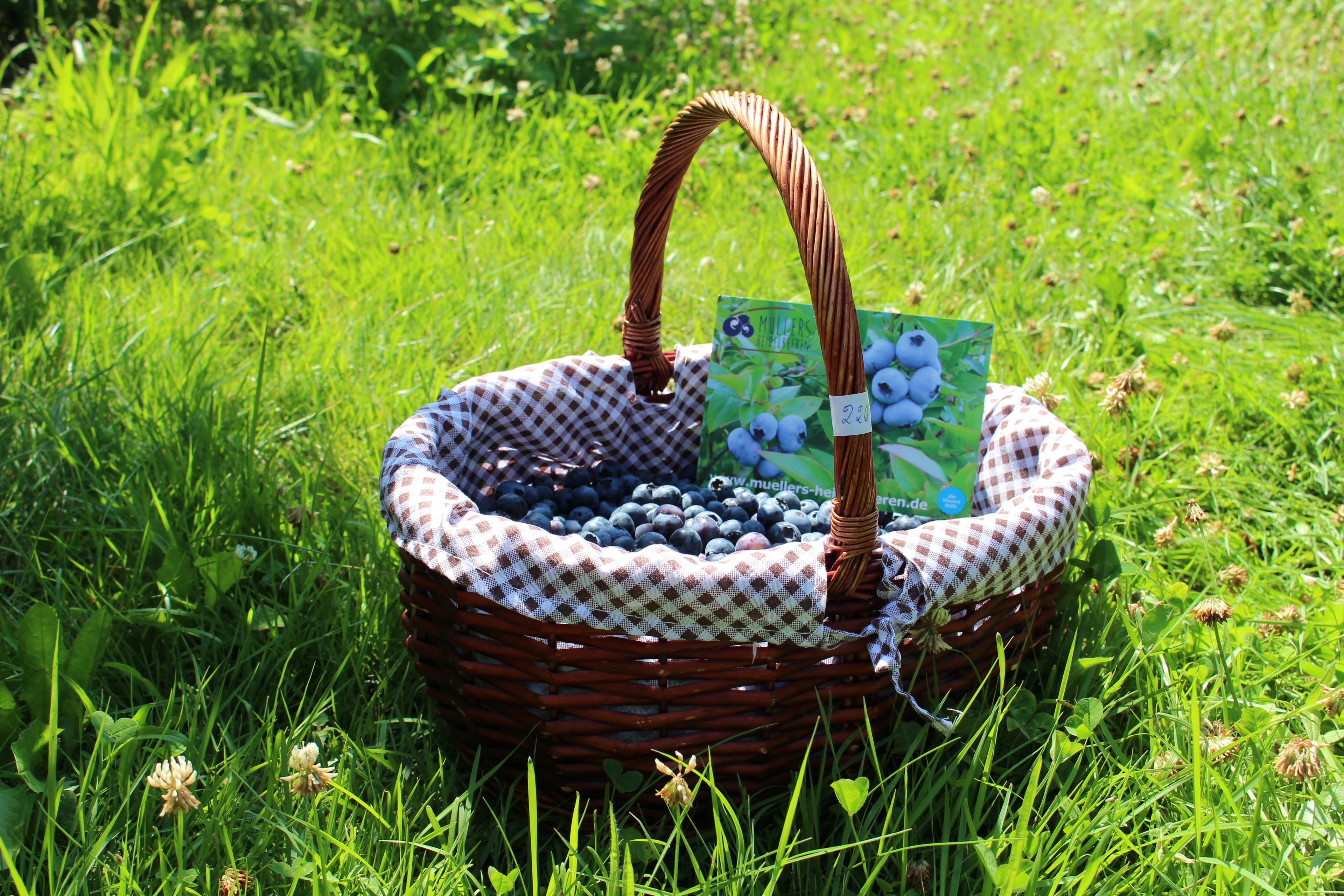 frisch gepflückte Heidelbeeren von Müllers Heidelbeeren in Gerdau