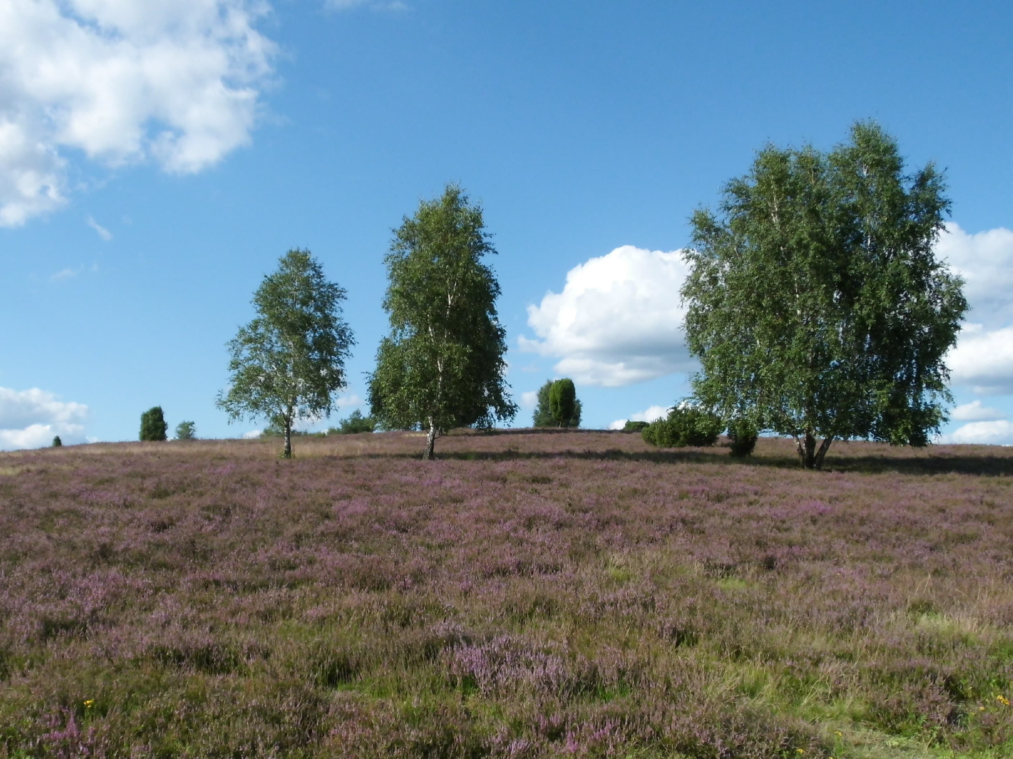 Heidelandschaft bei der Ferienwohnung Narjes in Bispingen