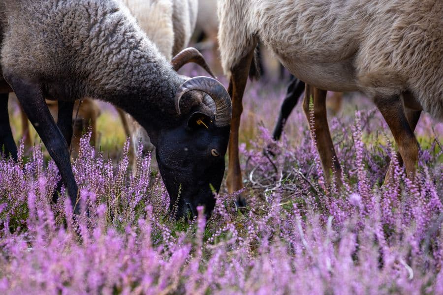 Heidschnucken Misselhorner Heide Südheide