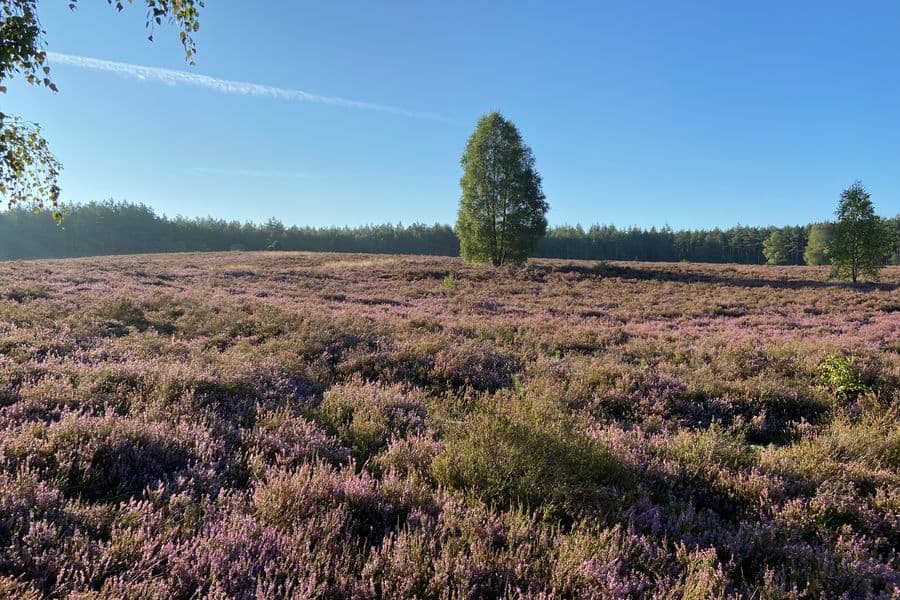Heidefläche Angelbecksteich Hermannsburg Südheide