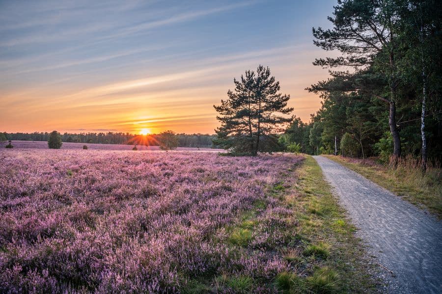 Sonnenuntergang in der Oberoher Heide in der Lüneburger Heide