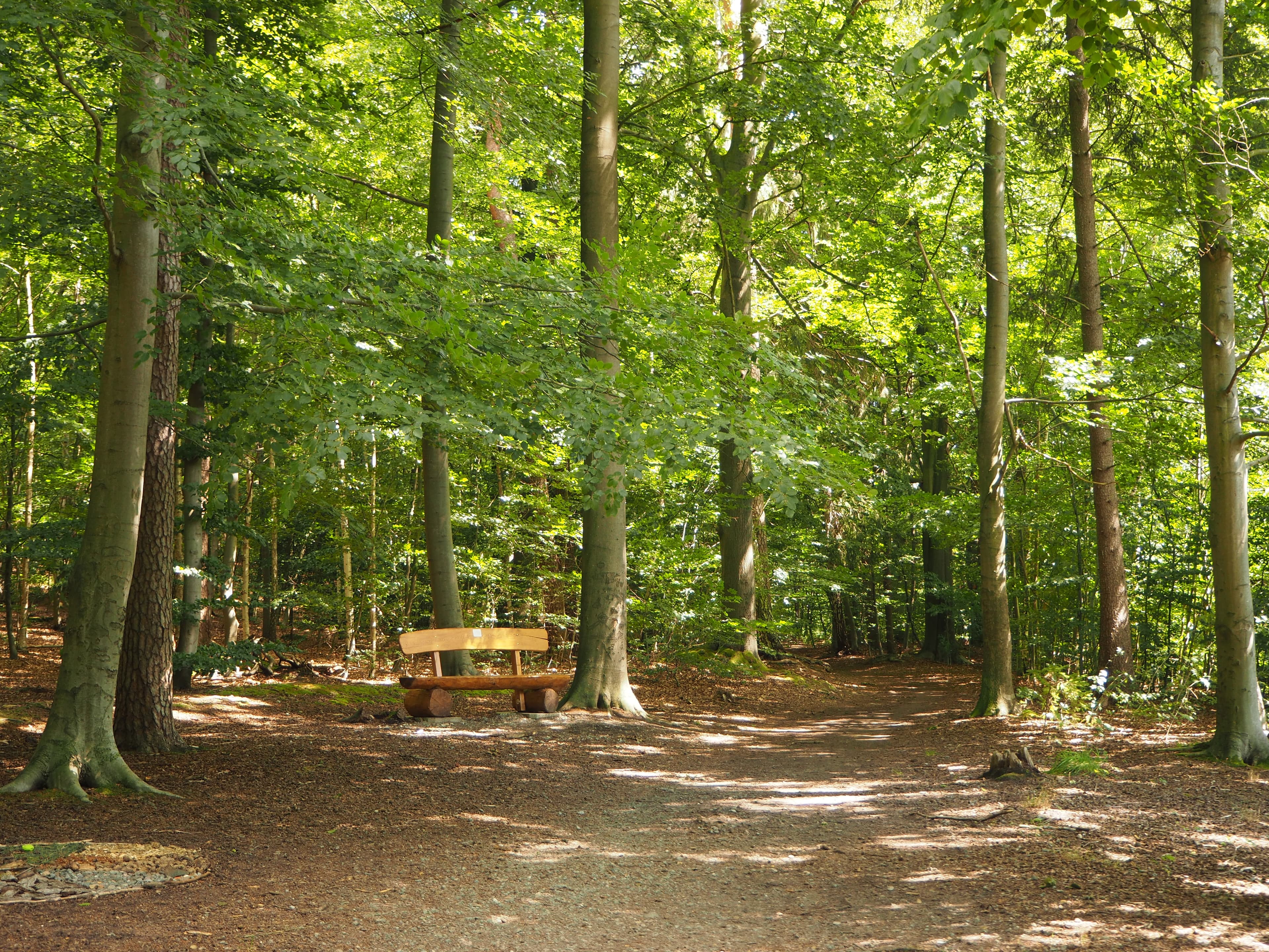 herrliche wanderung durch den lieth wald in bad fallingbostel