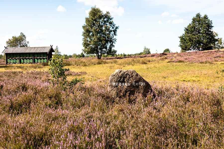 Röders Heide bei Soltau