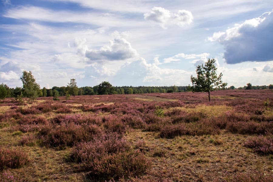Röders Heide weite Landschaft der Lüneburger Heide bei Soltau