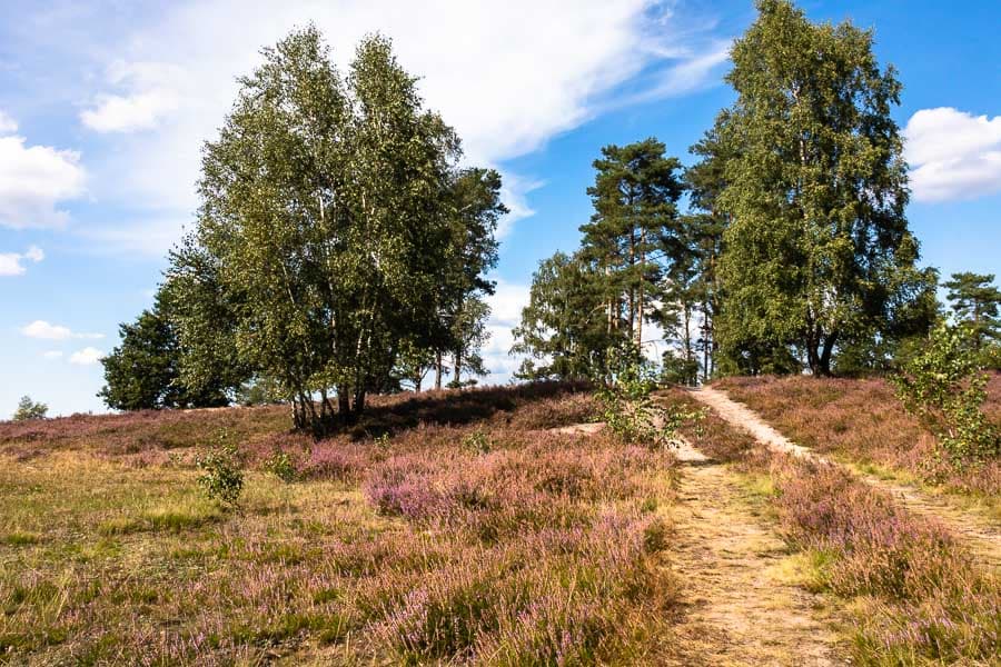 Röders Heide Timmerloh