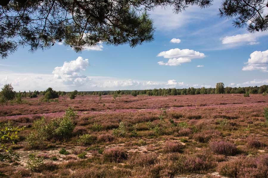 Ein weites Heidegebiet ist die Röders Heide bei Soltau