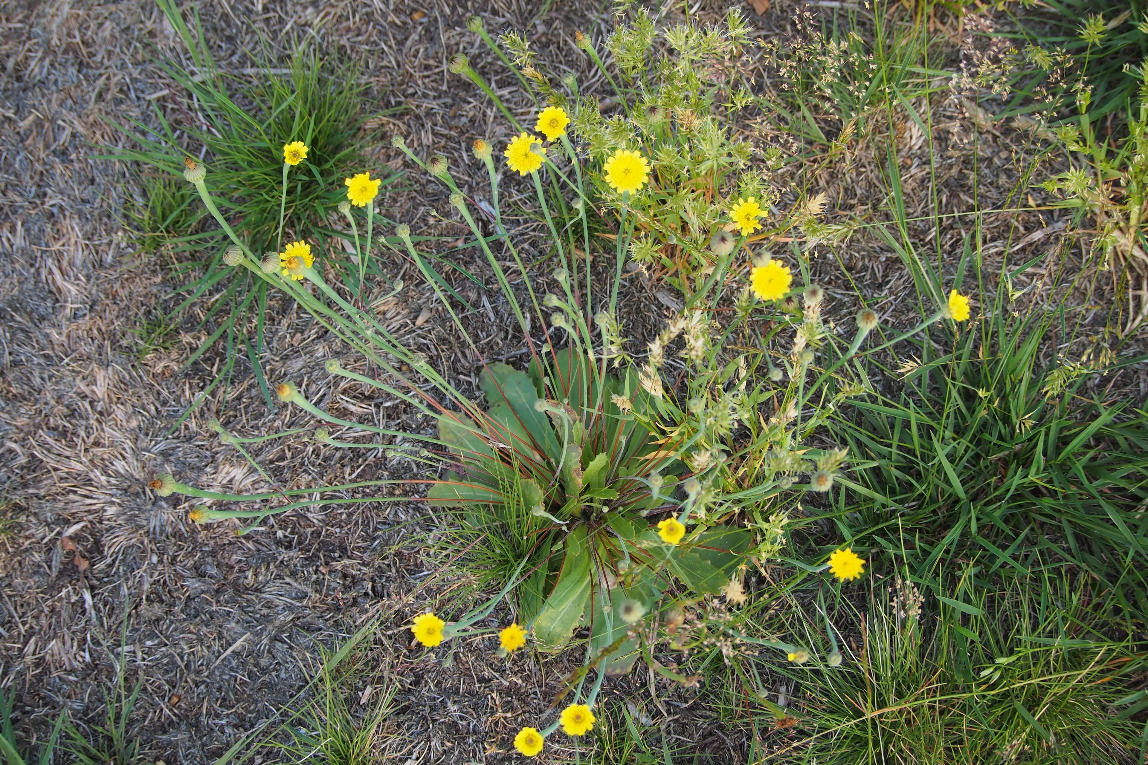 Foto für Ackerwildkraut-Pfad