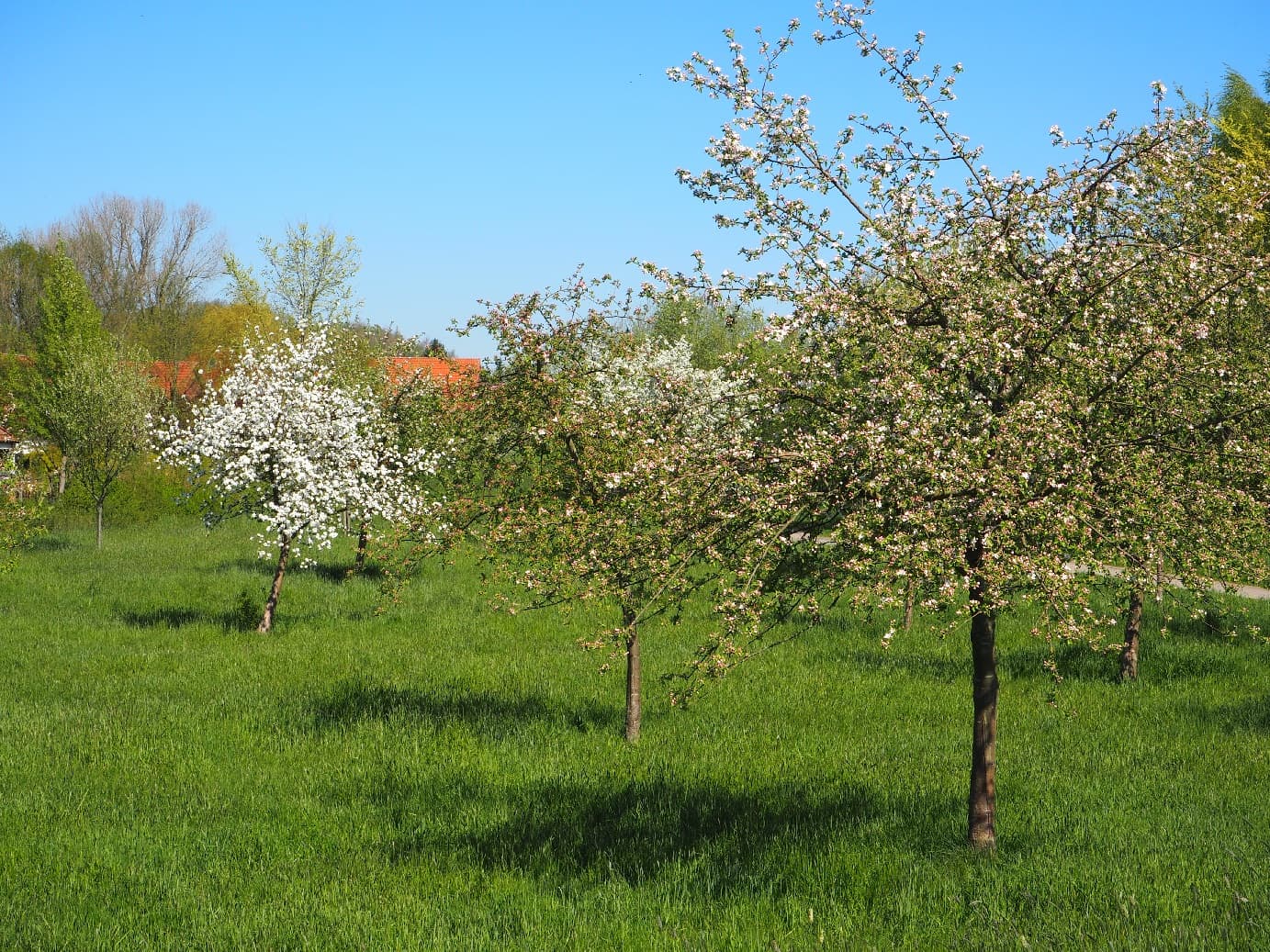Neue Wiesen auf der Obstradler-Route bei Walsrode