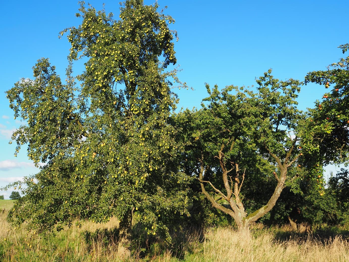Streuobstwiese Benzen auf der Obstradler-Route bei Walsrode
