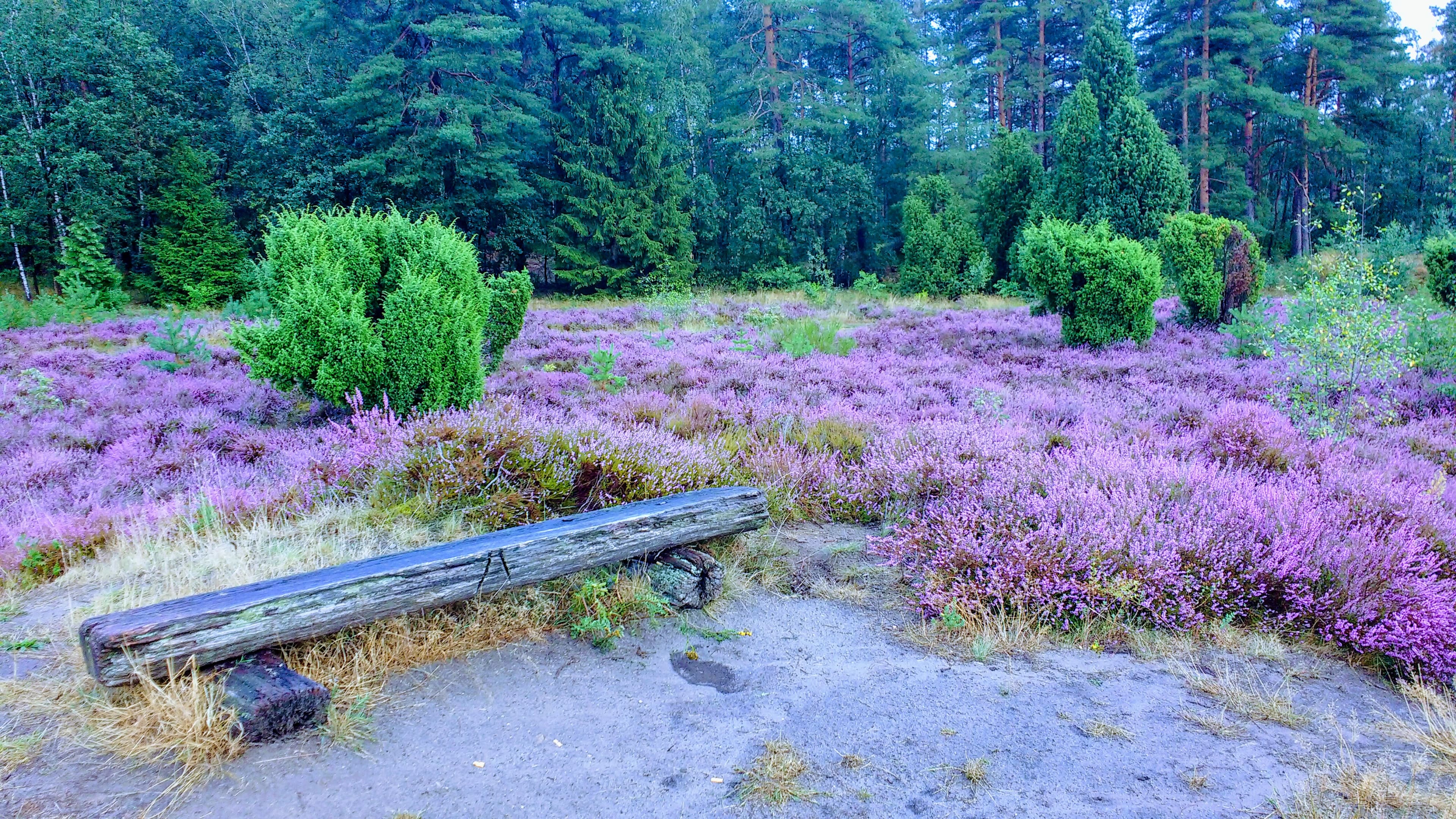 Heide Eibia an der kleinen Vogelpark-Region Runde