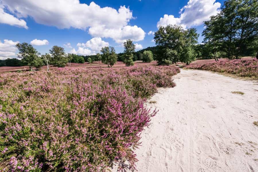 Fischbeker Heide Sandpfade Heideschleife Rundwanderweg