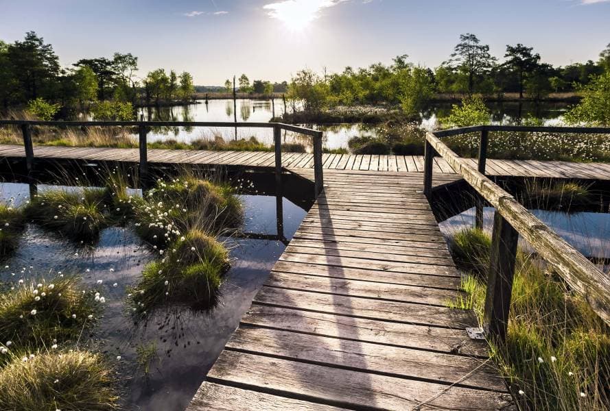 Frühling im Pietzmoor bei der WollgrasblüteSpring in the Pietzmoor with the cotton grass blossomForår i Pietzmoor med blomstring af bomuldsgræsLente in de Pietzmoor met de katoengrasbloesem