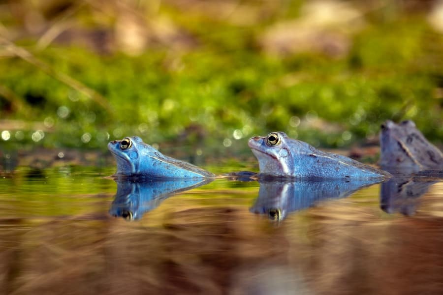 blaue Moorfrösche im Pietzmoor Schneverdingen blue moor frogs in the Pietzmoor SchneverdingenBlå hedefrøer i Pietzmoor Schneverdingenblauwe heikikkers in het Pietzmoor Schneverdingen