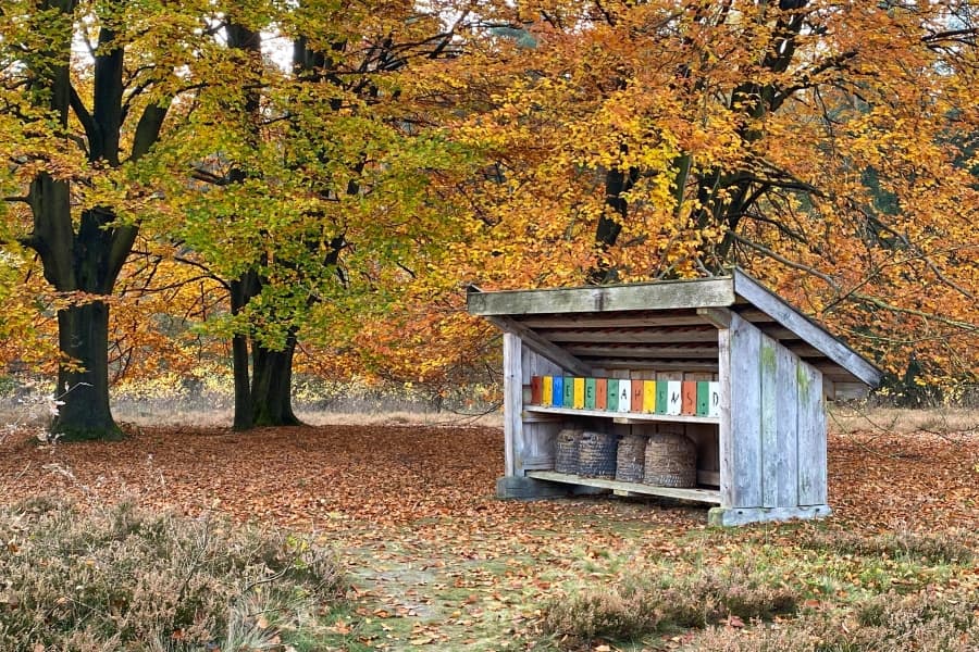 Herbst auf dem Wietzer Berg bei MüdenAutumn on the Wietzer Berg near MüdenEfterår på Wietzer Berg nær MüdenHerfst op de Wietzer Berg bij Müden