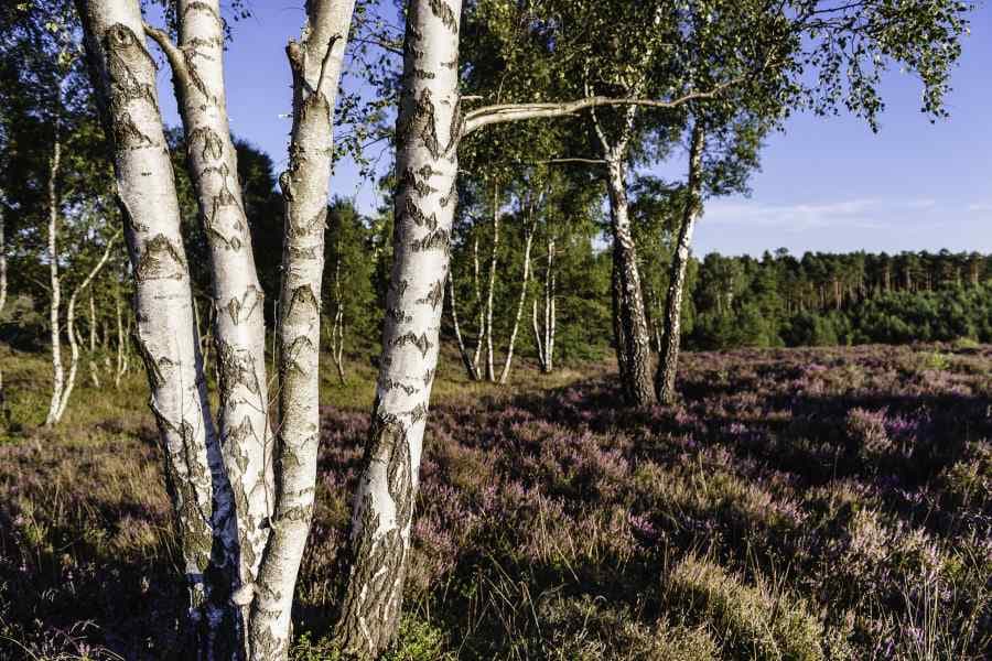 Hermannsburg Misselhorner Heide BirkenHermannsburg Misselhorner Heide BirchesHermannsburg Misselhorner Heide BirkesHermannsburg Misselhorner Heide Berken
