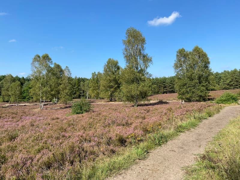 Severloher Heide Hermannsburg Südheide Heidschnuckenweg Wandern