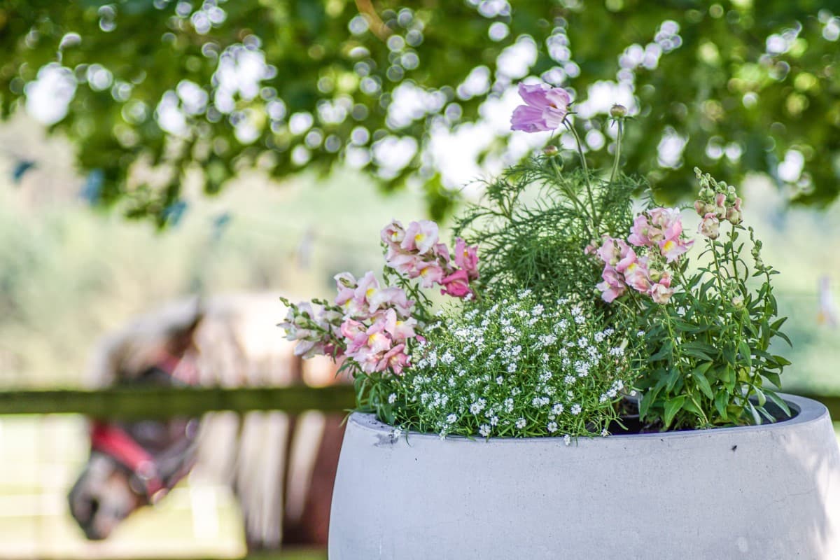 Garten in der Ferienwohnung Nina in Egestorf