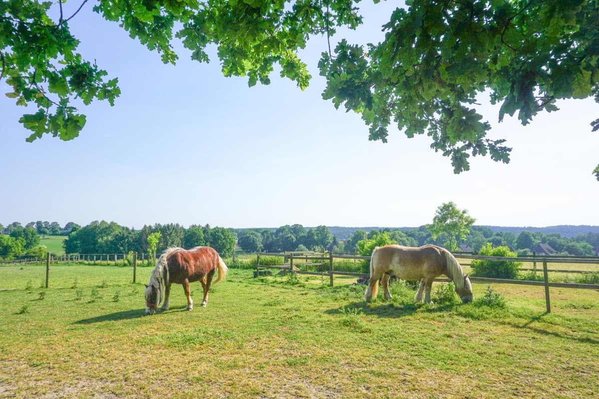 Weide der Ferienwohnung Nina in Egestorf